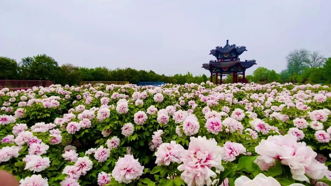 国色天香 花样之旅 —— 曹州牡丹园见闻