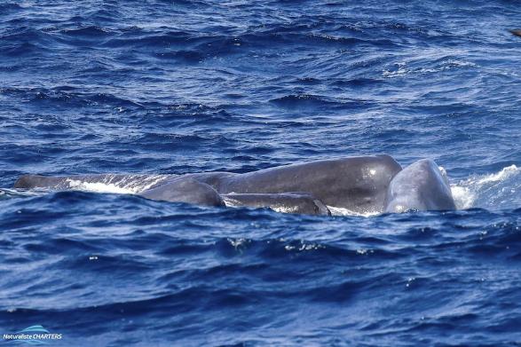 最近,在澳大利亚附近的海域,有人目睹一大群虎鲸正在围攻抹香鲸群.