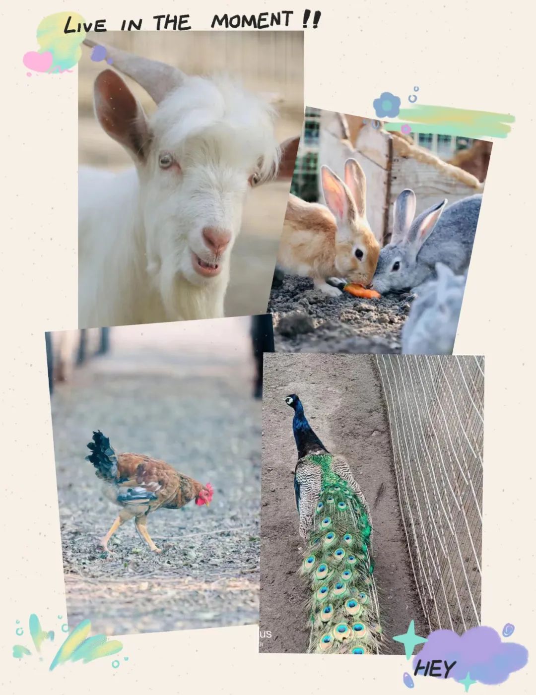 踏青,采摘,骑马……约"惠"吧!_澎湃号·政务_澎湃新闻-the paper