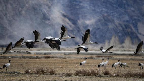西藏当雄：千只黑颈鹤抵达北迁中转站阿热湿地