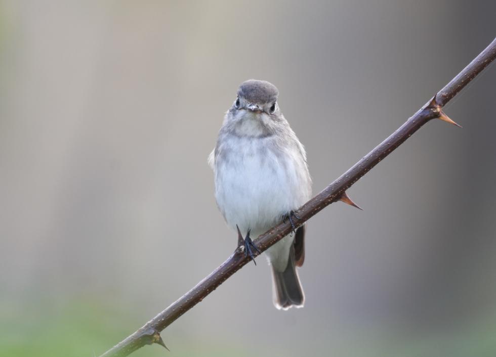 北灰鹟北灰鹟整体灰色,长相低调,作为春季迁徙部队中较为常见的林鸟