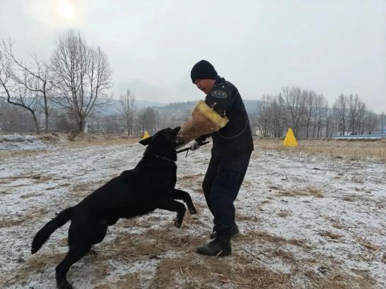 【教育训练】春训正当时 警犬练兵忙