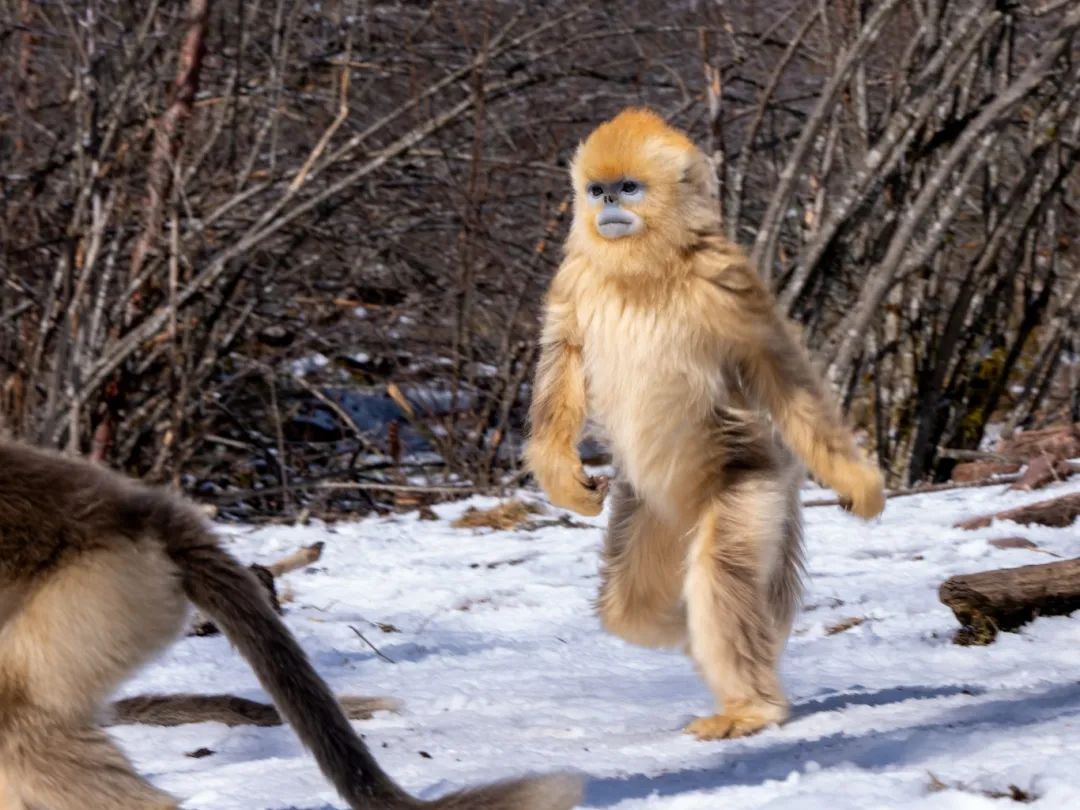 陈金武:神农架林区金丝猴的四季生活_澎湃号·湃客_澎湃新闻-the pape