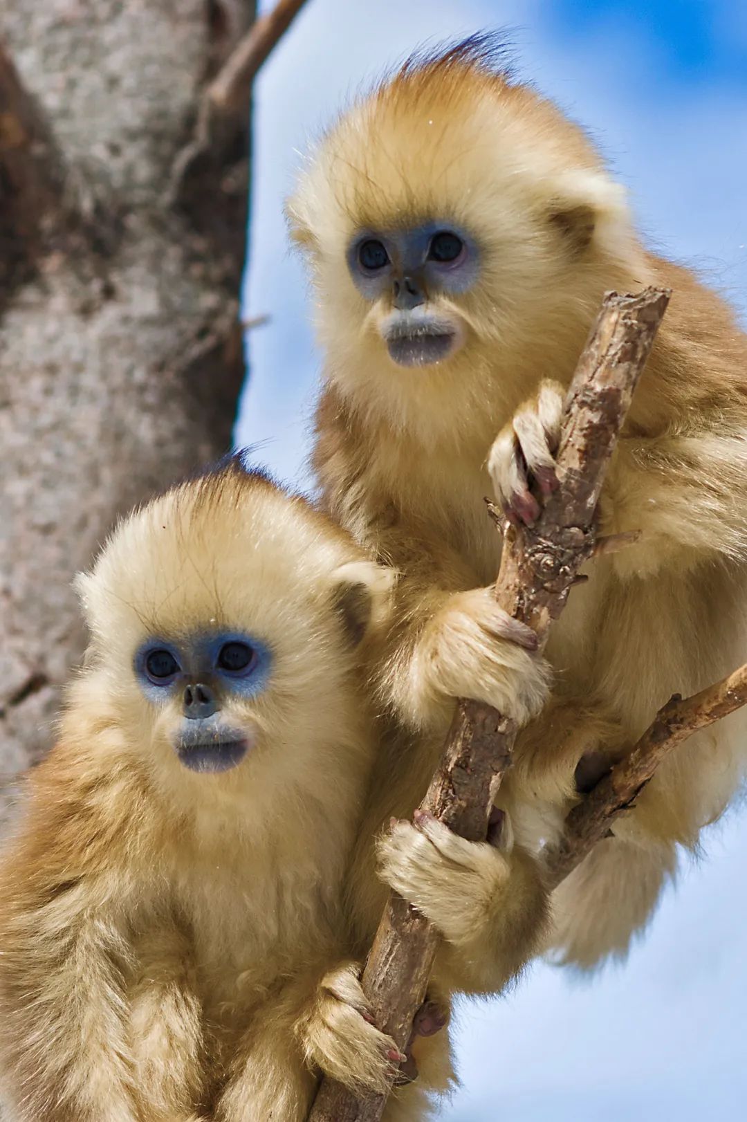 陈金武:神农架林区金丝猴的四季生活_澎湃号·湃客_澎湃新闻-the