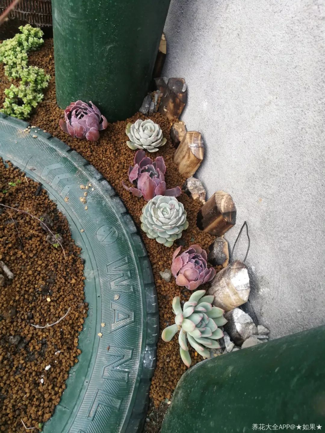 【乡村振兴 巾帼行动】美丽庭院创建小锦囊——捡来的酒坛,破缸种多肉