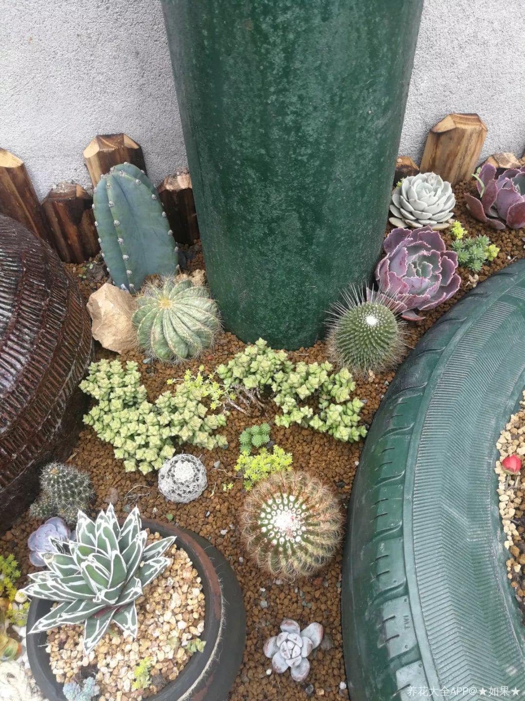 【乡村振兴 巾帼行动】美丽庭院创建小锦囊——捡来的酒坛,破缸种多肉