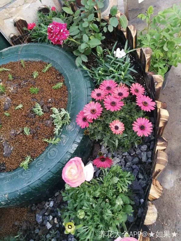 【乡村振兴 巾帼行动】美丽庭院创建小锦囊——捡来的酒坛,破缸种多肉