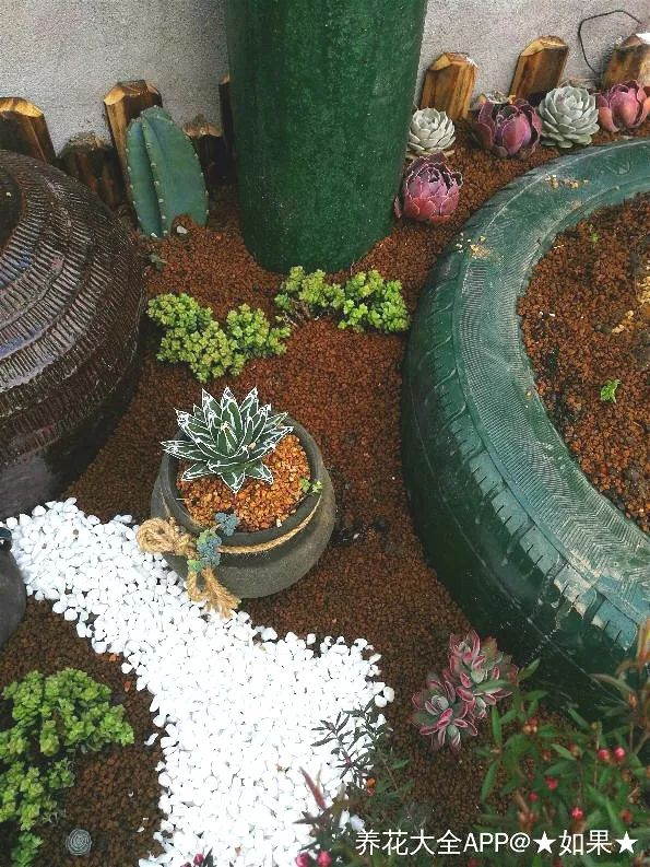 花坛左边蹲几个瓦罐,酒坛子,这些都是捡来的,里面通通种多肉.