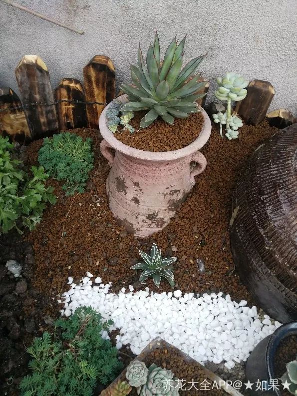 花坛左边蹲几个瓦罐,酒坛子,这些都是捡来的,里面通通种多肉.