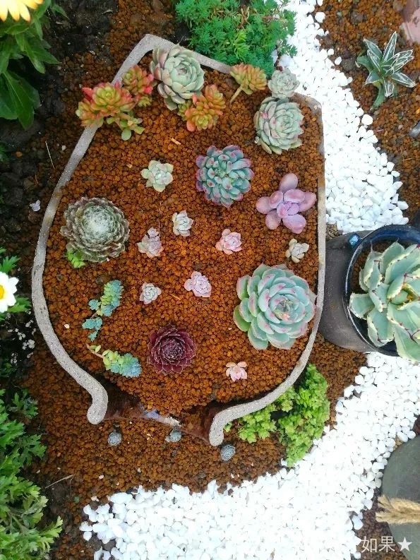 花坛左边蹲几个瓦罐,酒坛子,这些都是捡来的,里面通通种多肉.