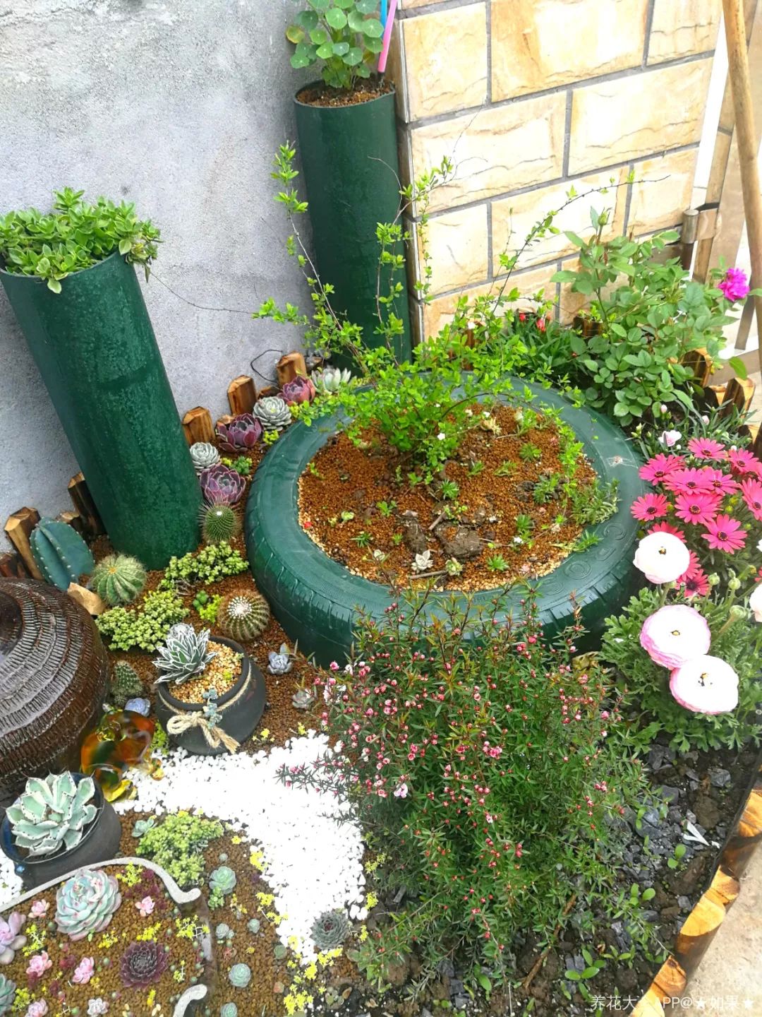 花坛左边蹲几个瓦罐,酒坛子,这些都是捡来的,里面通通种多肉.