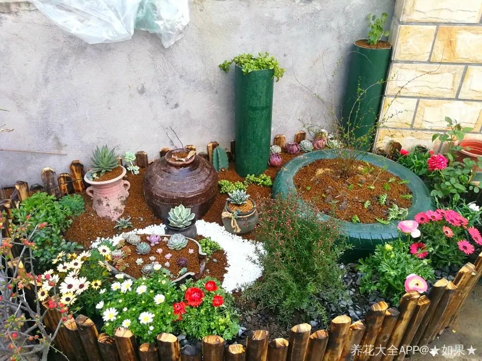花坛左边蹲几个瓦罐,酒坛子,这些都是捡来的,里面通通种多肉.