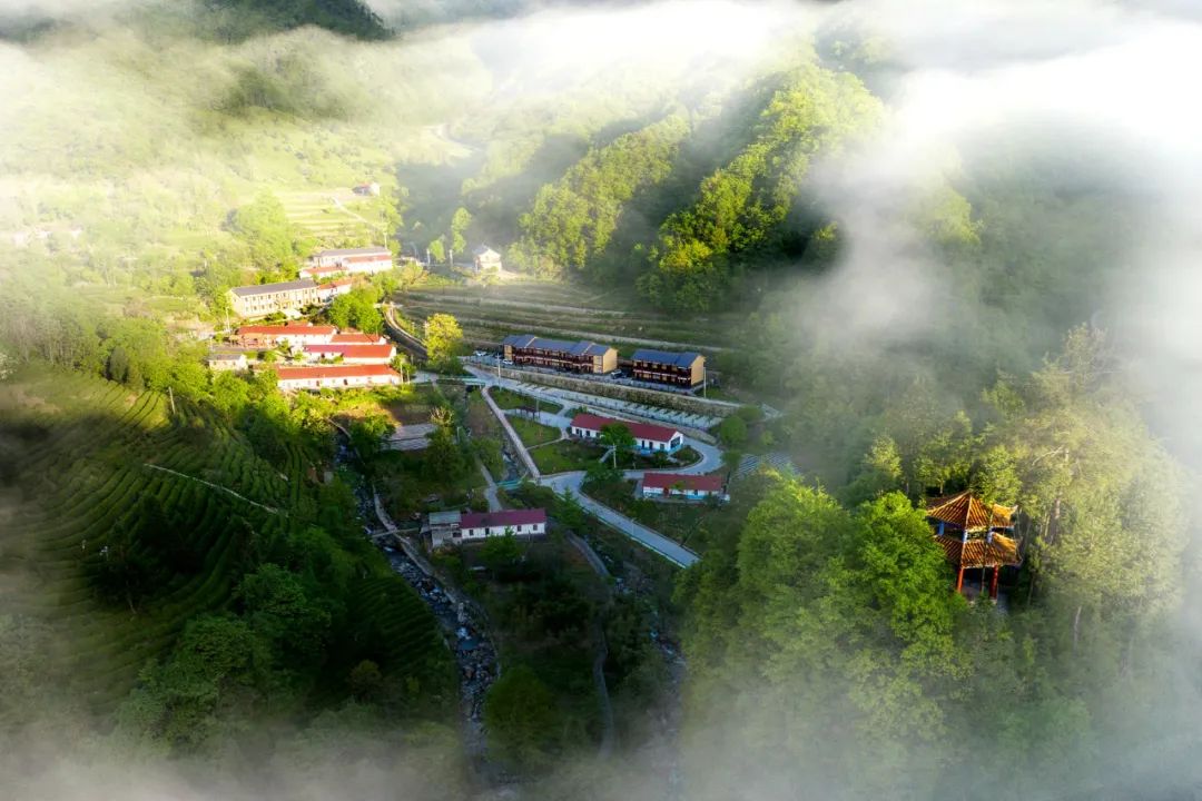 在2375米的十堰竹溪营盘山巅,遇见万亩野生海棠_澎湃号·政务_澎湃