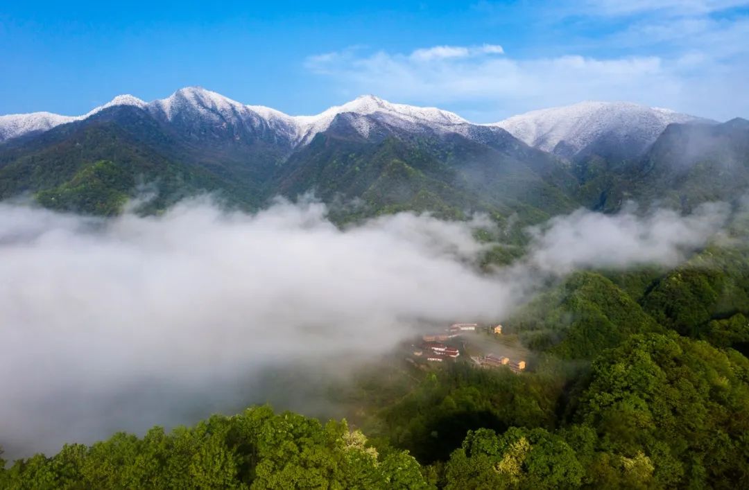 在2375米的十堰竹溪营盘山巅,遇见万亩野生海棠_澎湃号·政务_澎湃