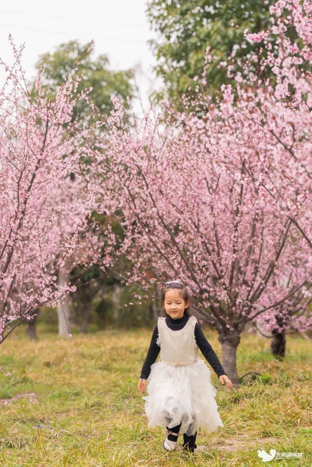 地铁站旁的"桃花源记"_澎湃号·政务_澎湃新闻-the paper