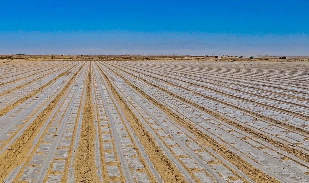 科技范满满!喀什市20.58万亩棉花全面开播_澎湃号·_-