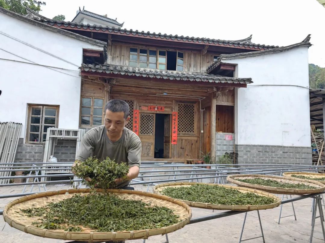 【乡村振兴进行时】又是一年春茶季 春茶采摘正当时