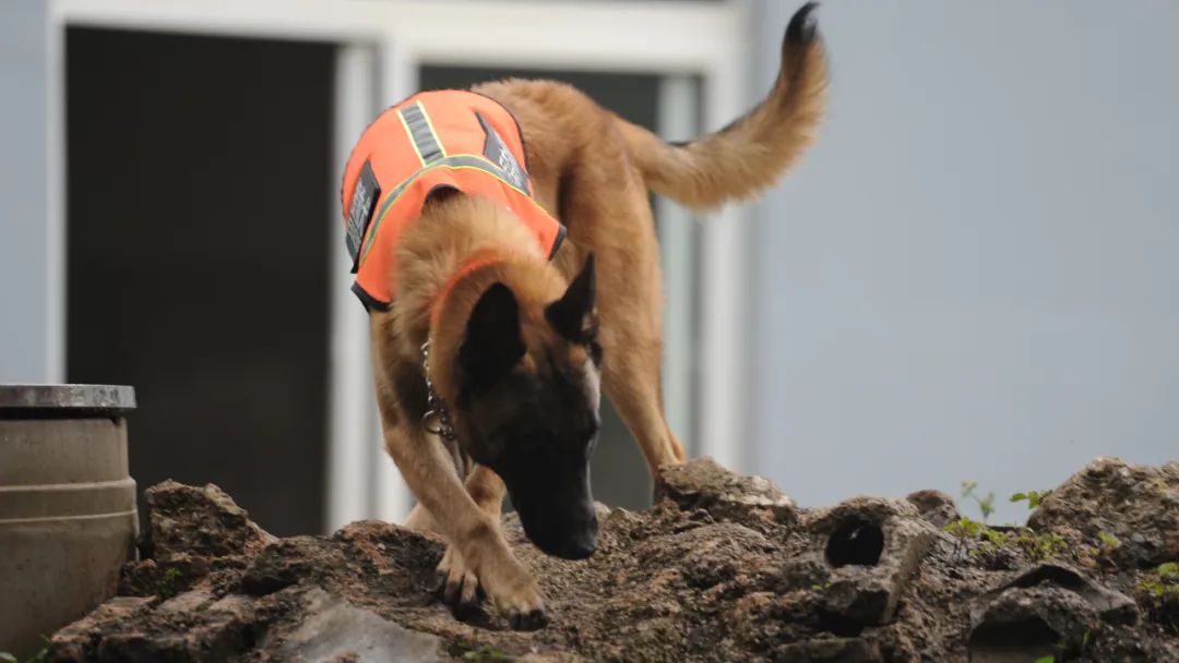 "犬"力以赴丨云南省森林消防总队特勤大队全面锻造搜救犬实战本领_澎