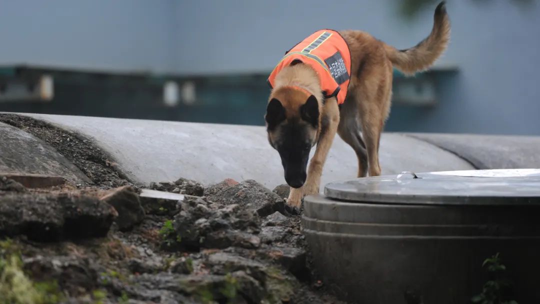 "犬"力以赴丨云南省森林消防总队特勤大队全面锻造搜救犬实战本领_澎