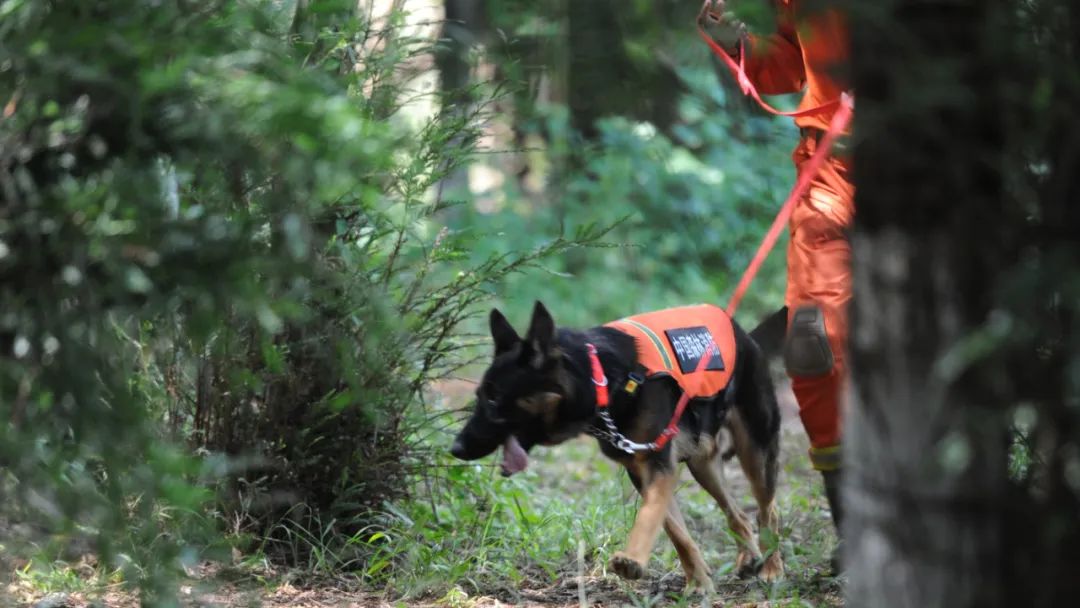 "犬"力以赴丨云南省森林消防总队特勤大队全面锻造搜救犬实战本领