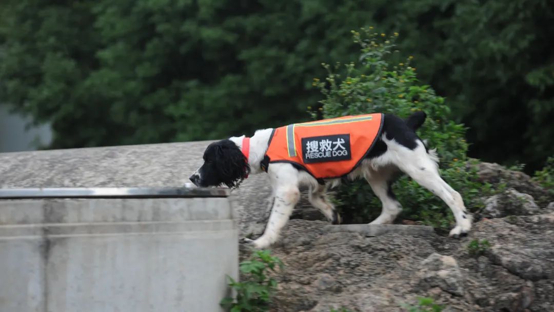 搜救犬种类图片