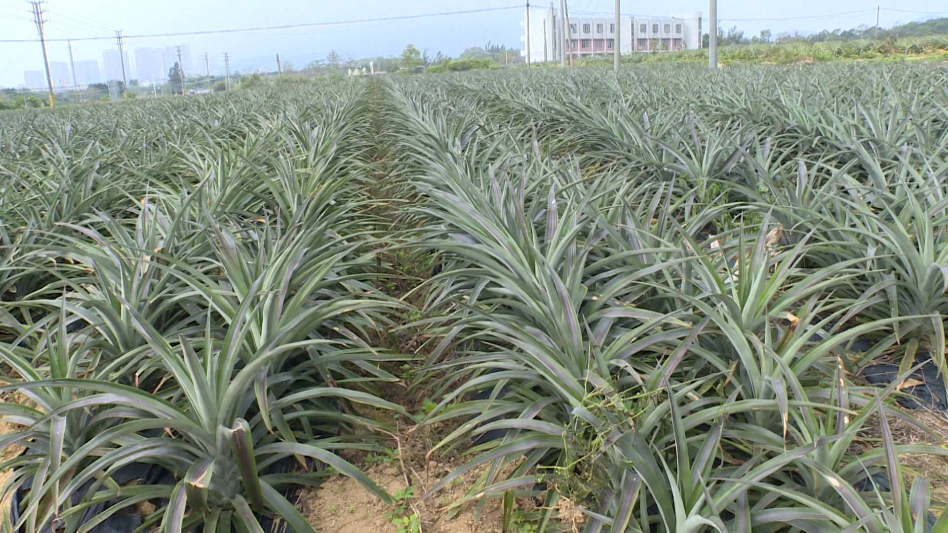 热带海洋性气候,常年光照充足,气温和雨水都较为稳定,适宜凤梨的生长