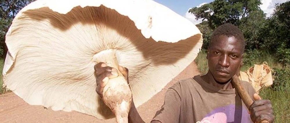 世界最大的食用菌菇有多大?一株就有2.5公斤重,找到一