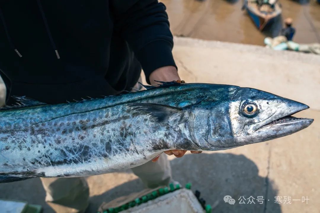 为何这普通的马鲛鱼,能卖到一百块一斤?