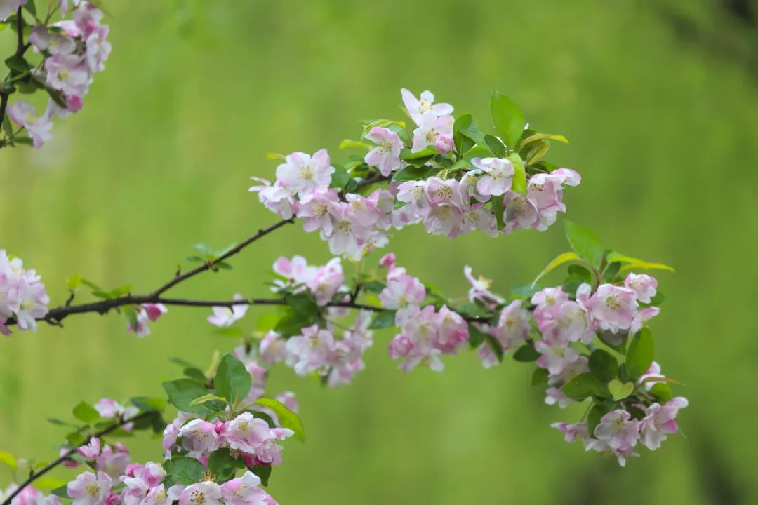 最是这抹胭脂色_澎湃号·政务_澎湃新闻-the paper