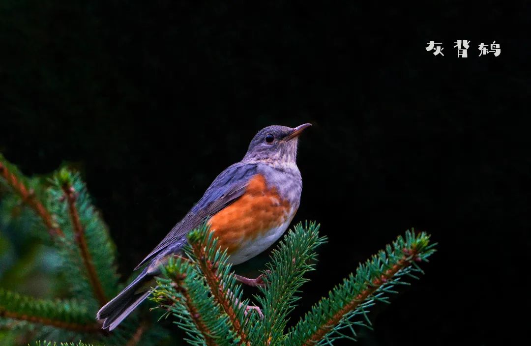 摄八蓝矶鸫·李元吉 摄九鸬鹚·王静 摄十野鸡·徐书英 摄十一翠鸟