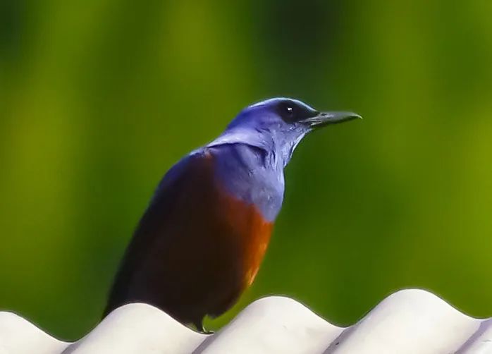 八蓝矶鸫·李元吉 摄九鸬鹚·王静 摄十野鸡·徐书英 摄十一翠鸟·张