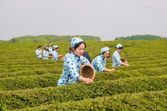 翠湖相呼应构成一幅唯美春日之景,满山的绿意盎然间一群美丽的采茶女