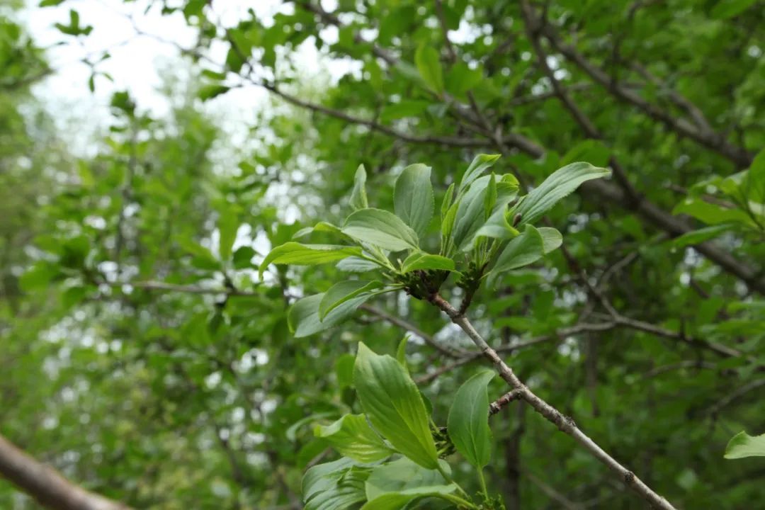 长白山植物千"种"风情~乌苏里鼠李_澎湃号·政务_澎湃新闻-the paper