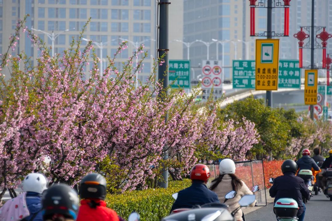 南京浦滨路北延图片