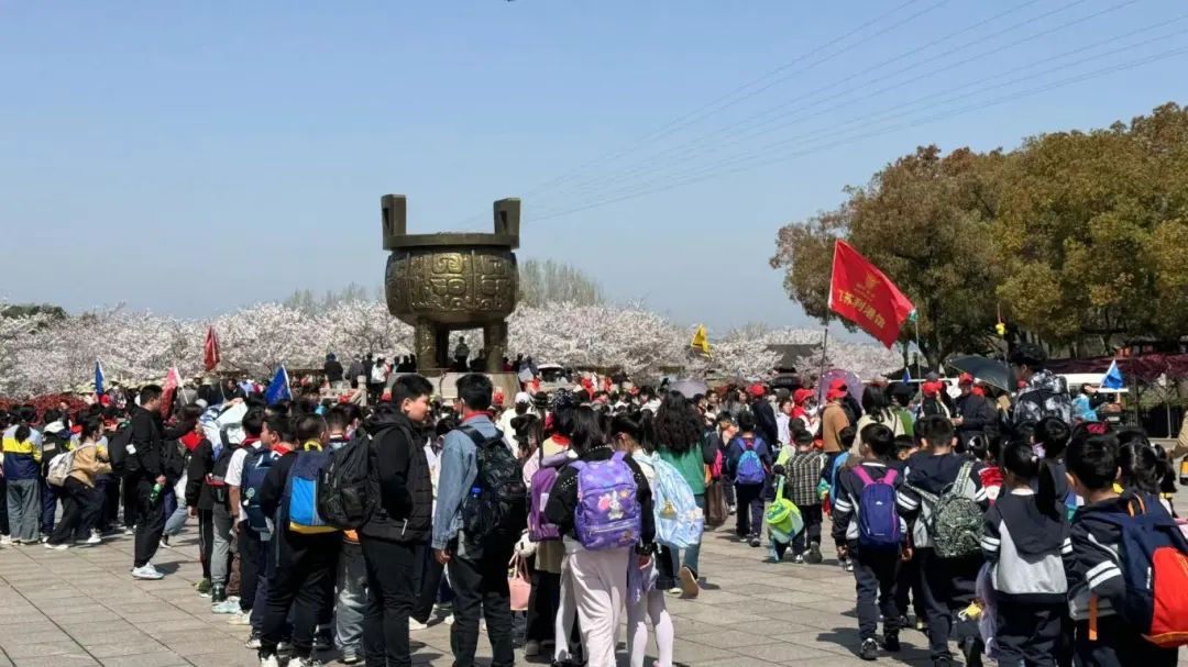 染井吉野樱花基地门票多少钱