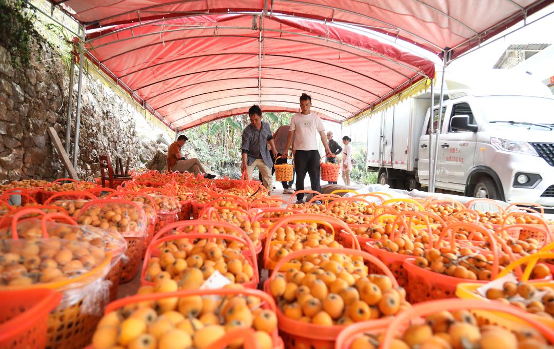 黄果树白水镇乌拉村:枇杷丰收绘就乡村振兴新画卷_澎湃号·政务_澎湃
