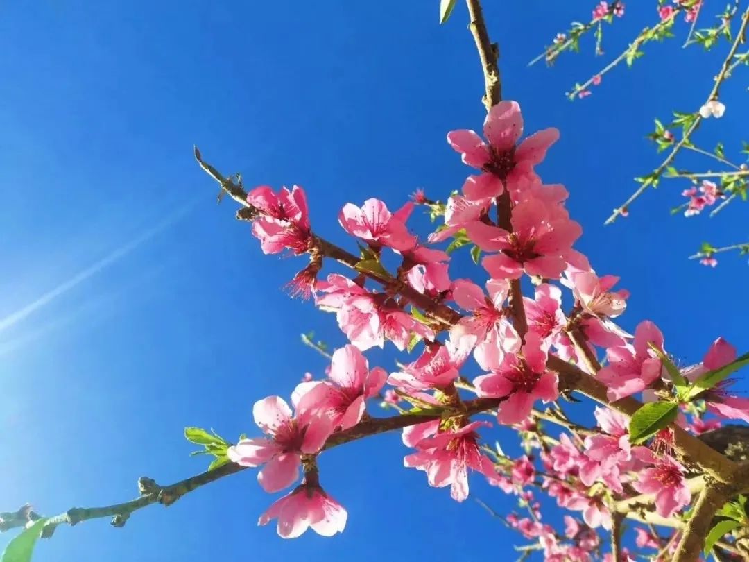 喀什市阿瓦提乡"桃花节"火热来袭!