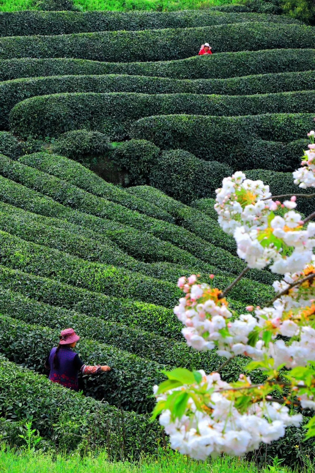 西北人血管里流淌的浆水与油泼辣子,西南大山里的腊肉排骨与玉米粑粑