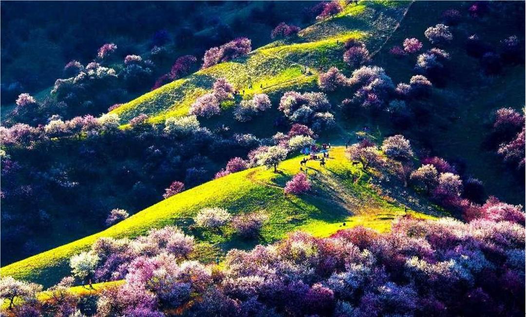 伊犁的杏花图图片