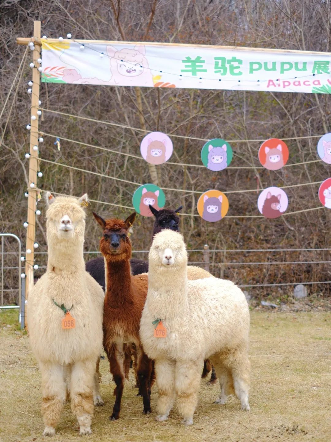 让人哭笑不得偶尔还会向你吐一口口水大眼睛长睫毛可爱至极每一只羊驼