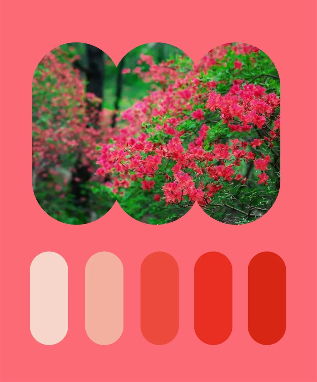 春天是热烈又夺目的红色正在徐徐展开一幅春意盎然的多彩画卷用色卡的