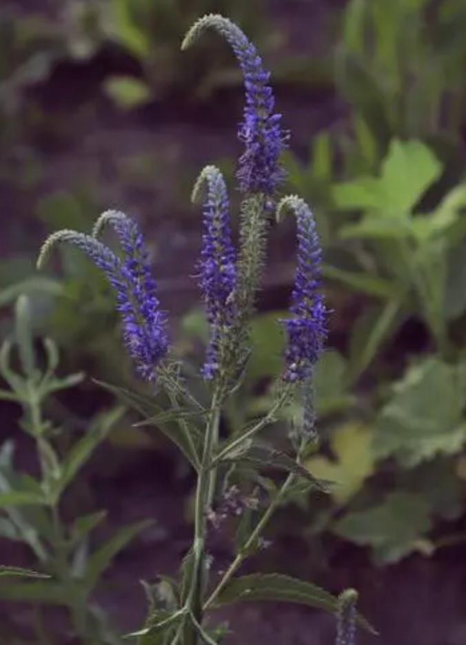 每当认识一种新植物,心情非言语可以表达_澎湃号·湃