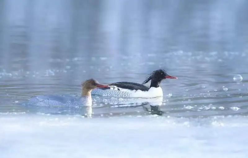 春天里的小精灵:中华秋沙鸭