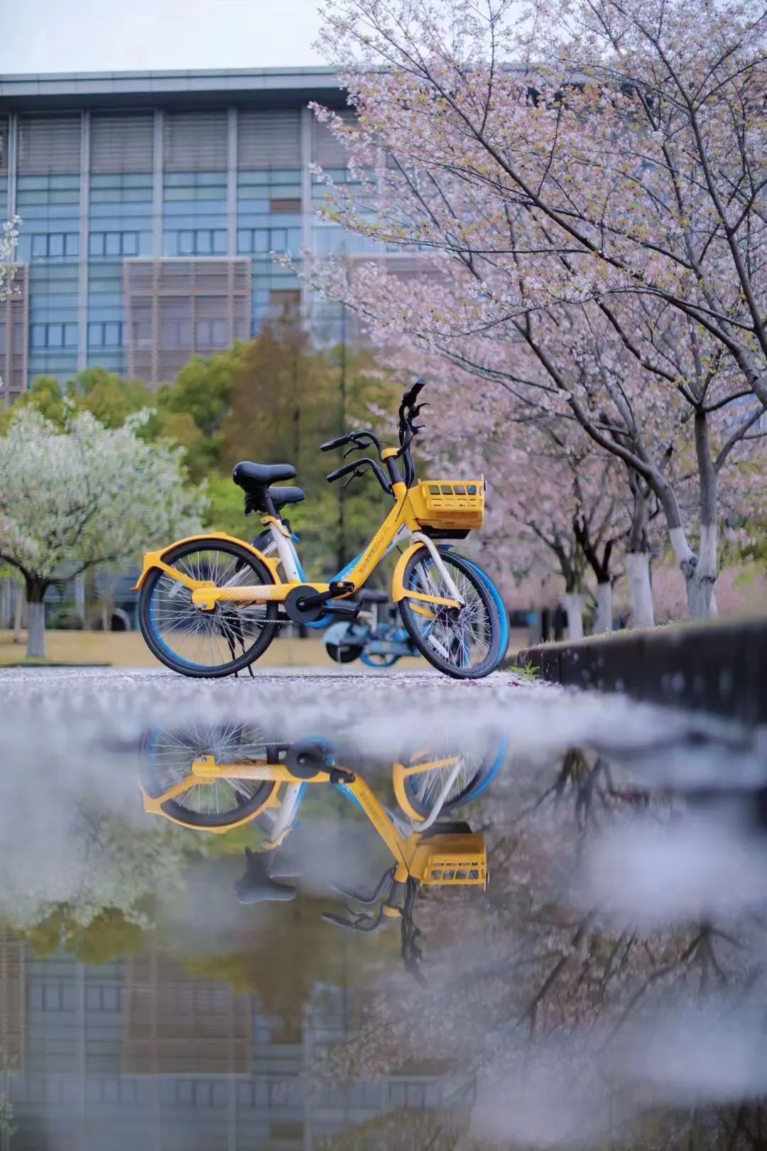 河畔樱花,明年再约!