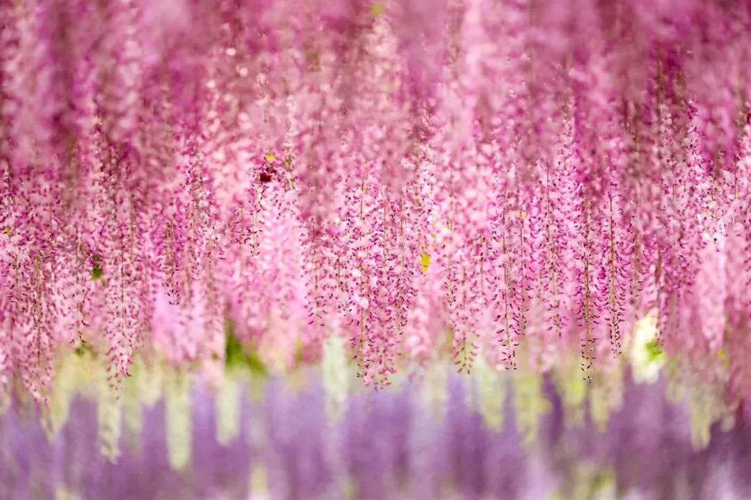 全市城市公园信息"一网查询"→_澎湃