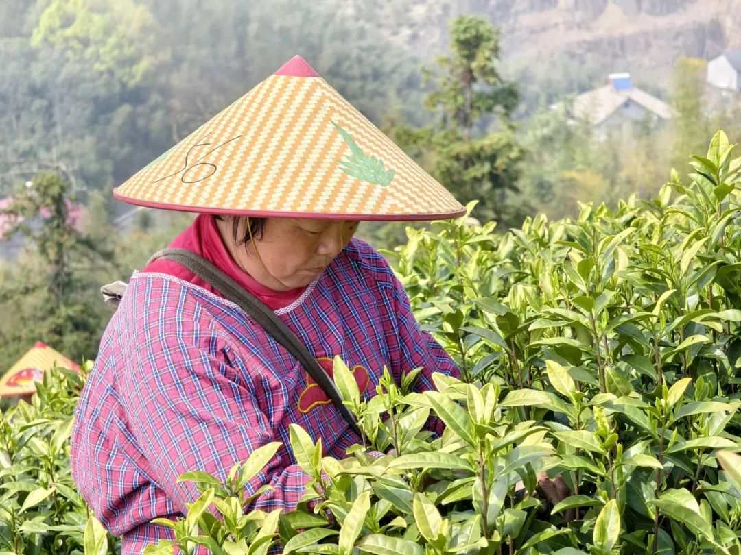 青浦区新鲜茶叶信息（上海青浦区茶楼都是干什么的） 青浦区奇怪
茶叶信息（上海青浦区茶室
都是干什么的）《青浦茶叶店》 茶叶资讯