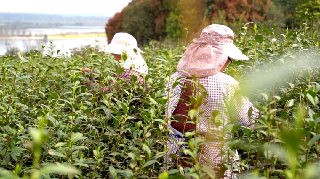 澎湃号·政务_澎湃新闻-the paper
