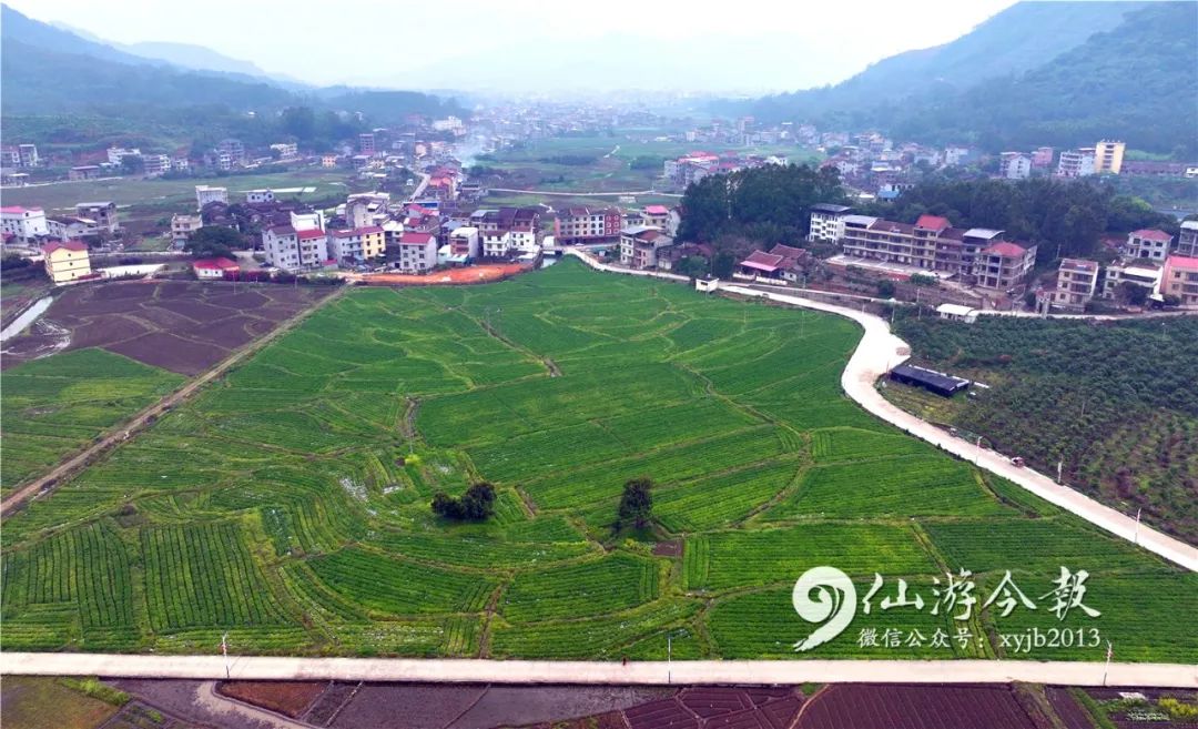 仙游这个乡镇厉害了千亩基地喜获丰收