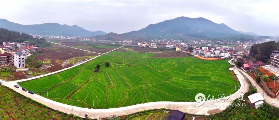 仙游这个乡镇厉害了千亩基地喜获丰收