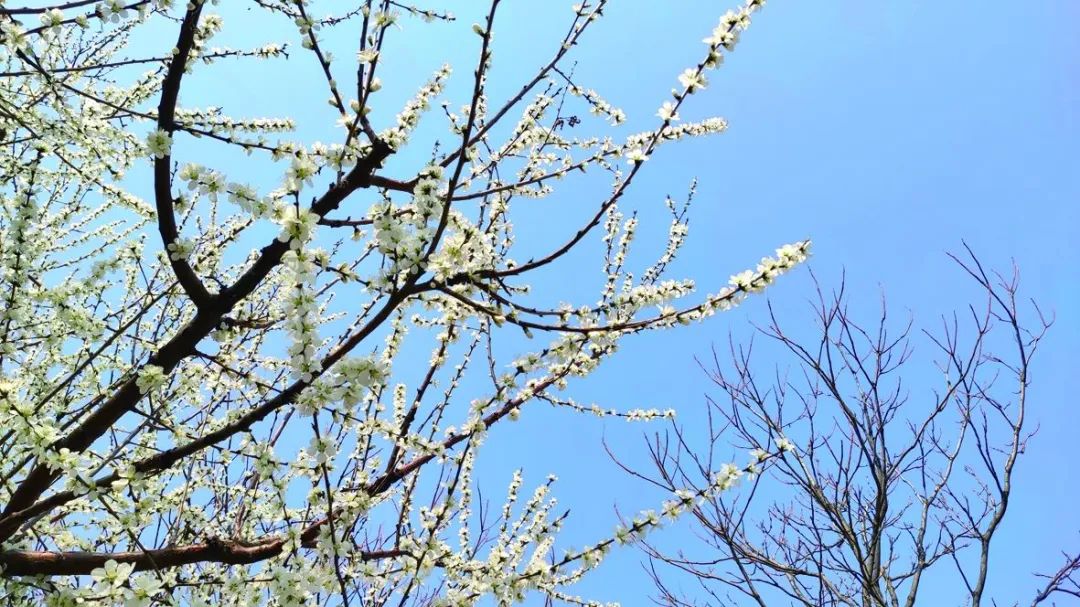 满城春色惹人醉踏青赏花正当时